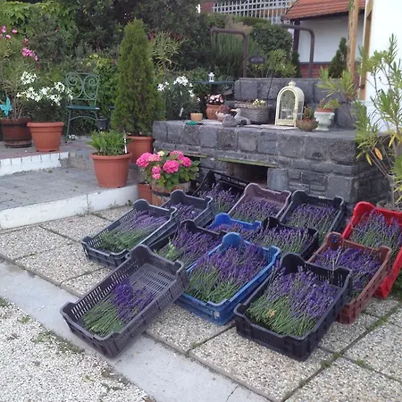 Bacchus - Borbarlang, Badacsony